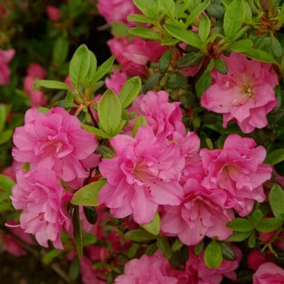 Азалия РОЗИНЕТТА японская в Ижевске