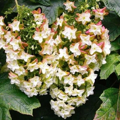 Гортензия БЛЭК ПОРШ дуболистная в Ижевске