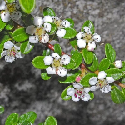 Кизильник ТАНГСТЕДТ горизонтальный  в Ижевске
