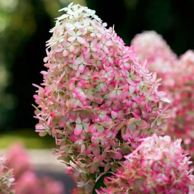 гортензия роял фловер