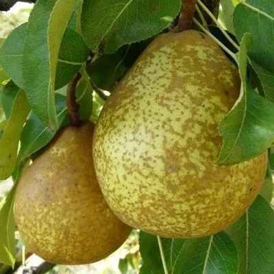 Груша ГЕНЕРАЛ ЛЕКЛЕРК в Ижевске