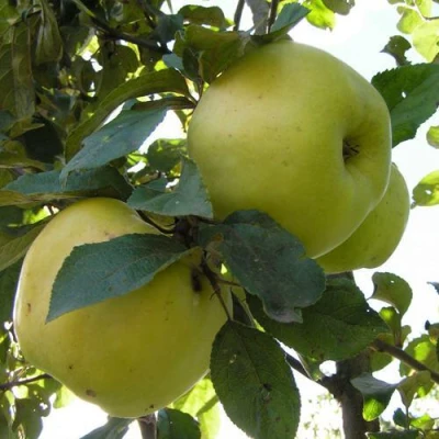 Яблоня Антоновка Обыкновенная в Ижевске