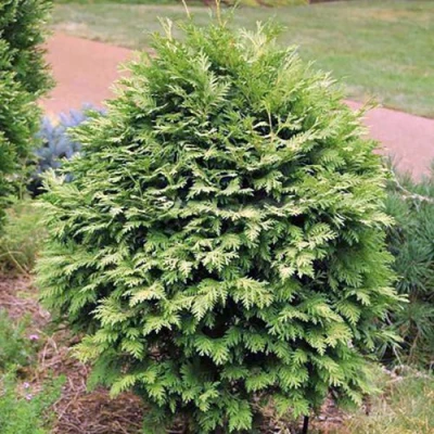 Туя ВАРЕАНА ЛЮТЕСЦЕНС западная в Ижевске