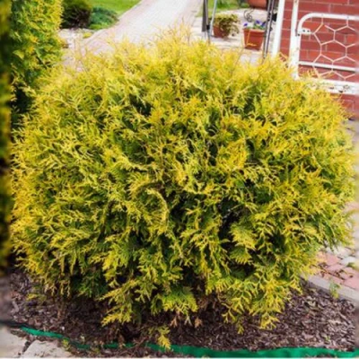 Туя КОЛЛЕРС ГОЛД складчатая в Ижевске