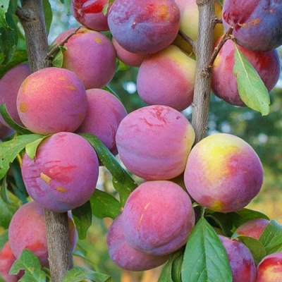 Слива КОЛОННОВИДНАЯ в Ижевске