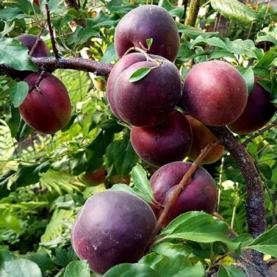 Шарафуга БЕЛЛА РОЯЛЬ в Ижевске