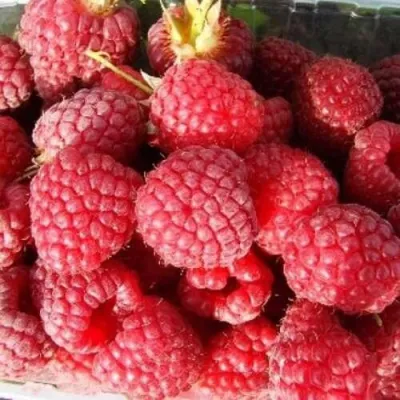 Малина ПОЛЕСЬЕ в Ижевске
