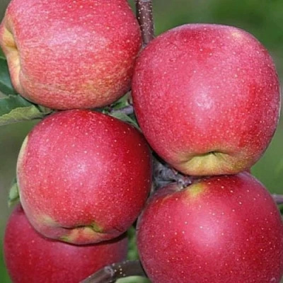 Яблоня ЧЕМПИОН в Ижевске