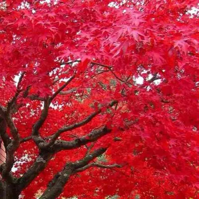 Клен гиннала  в Ижевске