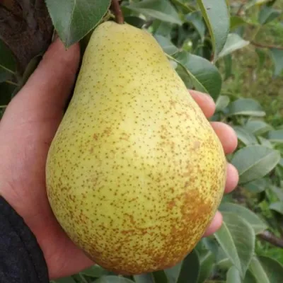 Груша ГЕНЕРАЛ ЛЕКЛЕРК в Ижевске