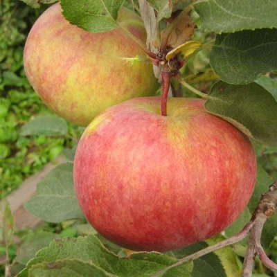 Яблоня ПЕРВОУРАЛЬСКОЕ в Ижевске