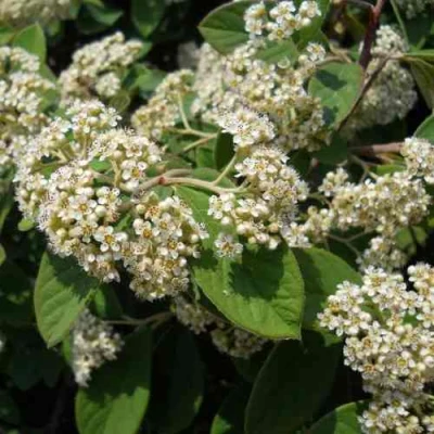 Кизильник пузырчатый в Ижевске