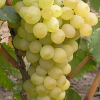 Виноград АВГУСТИН в Ижевске