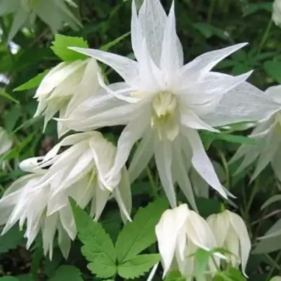 Княжик АЛЬБИНА ПЛЕНА белый махровый в Ижевске