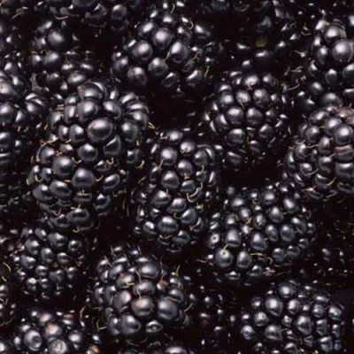 Ежевика ОРКАН бесшипная в Ижевске