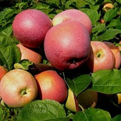 Яблоня СЛАВА ПОБЕДИТЕЛЯМ в Ижевске