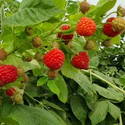 Малина КВЕЛЛИ в Ижевске