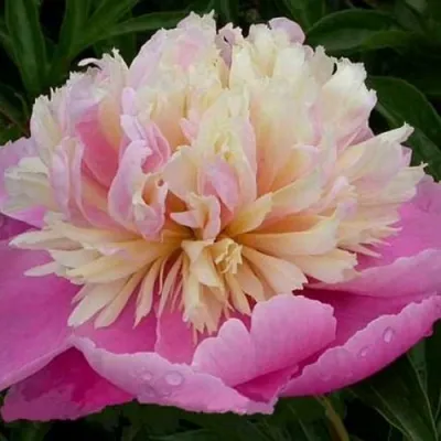 Пион ВЕСЕННЯЯ ПАЛИТРА травянистый в Ижевске