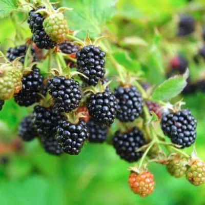 Ежевика АПАЧИ бесшипная  в Ижевске