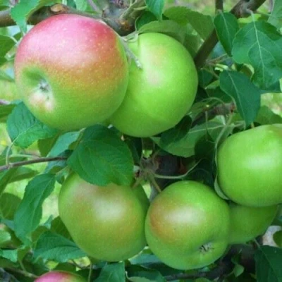 Яблоня НАВАВИТА в Ижевске