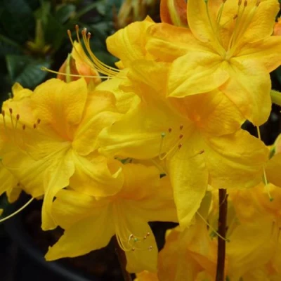 Азалия ЛИМЕТТА листопадная  в Ижевске