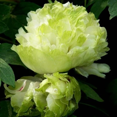 Пион ЗЕЛЕНЫЙ ШАР древовидный в Ижевске