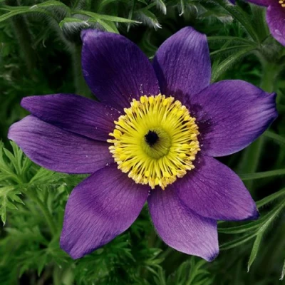 Прострел ПИНВИЛ БЛЮ ШЕЙДЕС в Ижевске