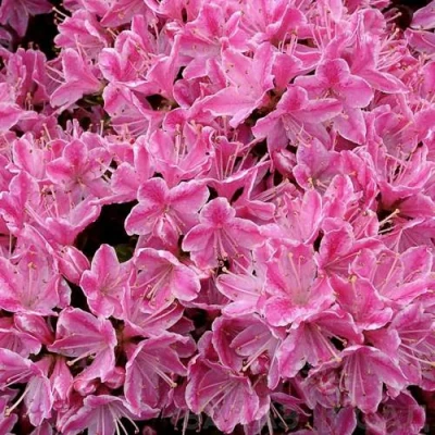 Азалия КЕРМЕСИНА РОУЗ японская в Ижевске