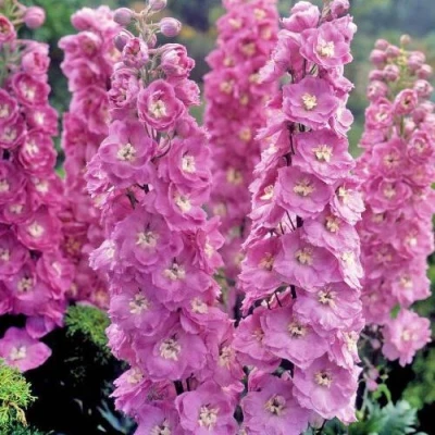 Дельфиниум ДЕЛЬФИС ПИНК ПАУЭ высокий в Ижевске