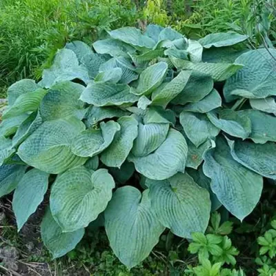 Хоста ЭЛЕГАНС Зибольда в Ижевске