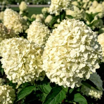 Гортензия Коттон Крем