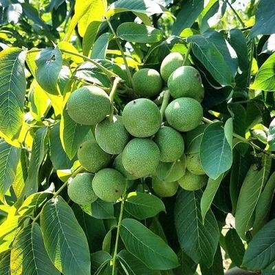 Грецкий орех  ИЗЯЩНЫЙ в Ижевске