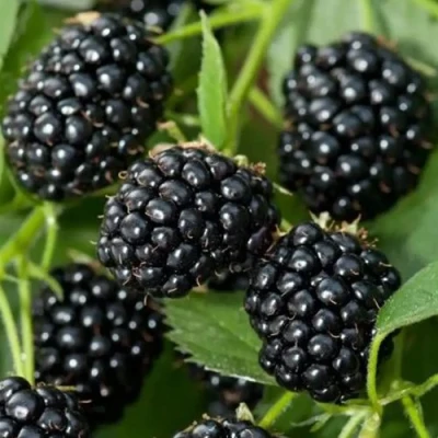 Ежевика ТРИПЛ КРАУН бесшипная в Ижевске