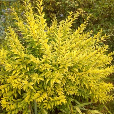 Бирючина АУРЕА обыкновенная в Ижевске