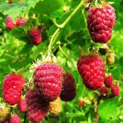 Малина ДЖОАН ДЖИ (ДЖОАН ДЖЕЙ) в Ижевске