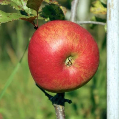 Яблоня ДЫЯМЕНТ в Ижевске