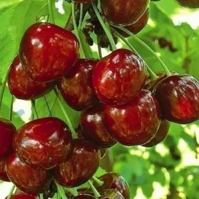 Черешня БУРЛАТ в Ижевске