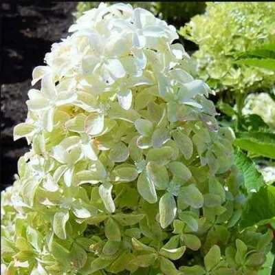 гортензия мэджикал лайм спаркл