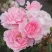 Роза БОНИКА флорибунда в Ижевске