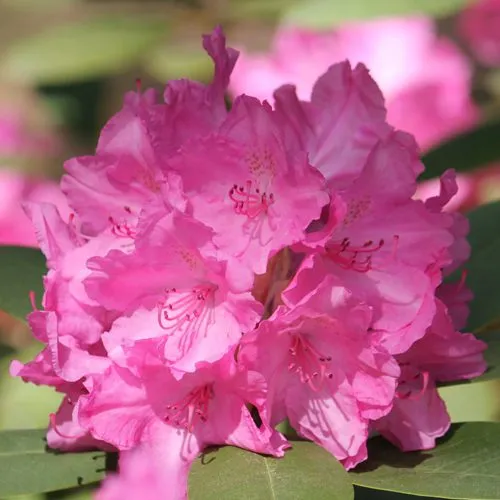 Рододендрон ЛУМИНА в Ижевске