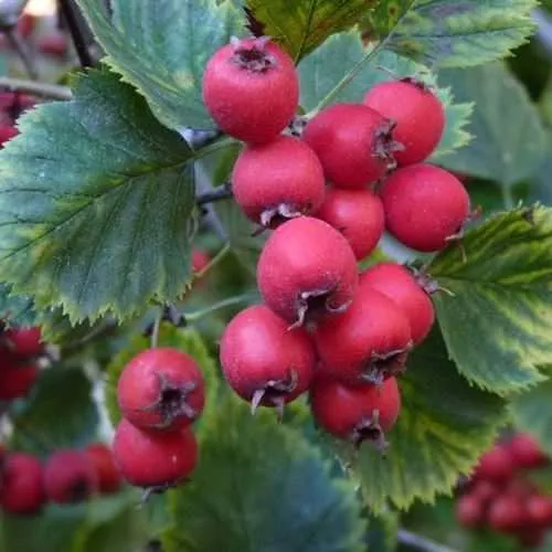 Боярышник АРНОЛЬДА  Боярышник АРНОЛЬДА в Ижевске