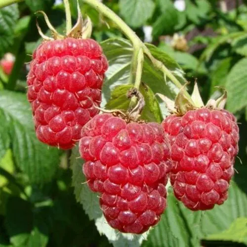 Саженцы малинового дерева Таруса Саженцы малинового дерева Таруса