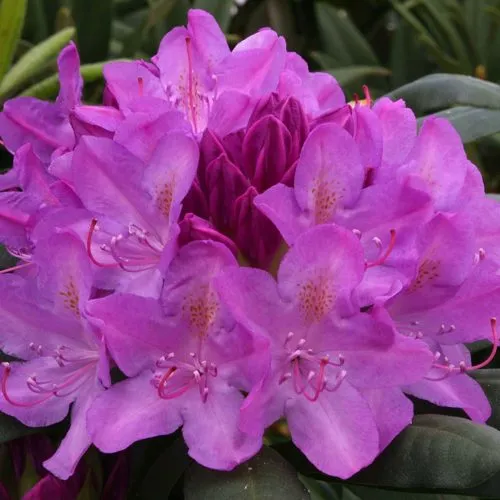 Рододендрон РОЗЕУМ ЭЛЕГАНС в Ижевске