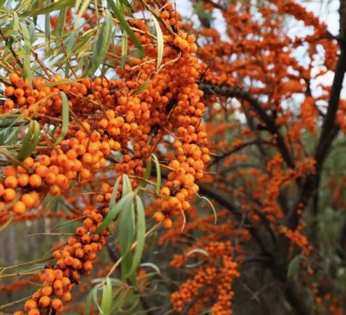 Облепиха СЕРАФИМА  Облепиха СЕРАФИМА в Ижевске