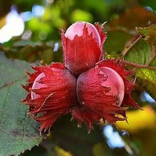 Фундук КРАСНЫЙ ЯНТАРЬ  Фундук КРАСНЫЙ ЯНТАРЬ в Ижевске