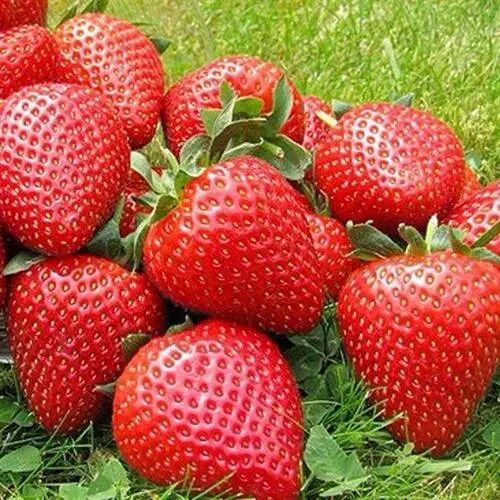 Клубника ЭЛИАНЕ  Клубника ЭЛИАНЕ в Ижевске