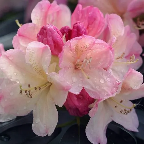 Рододендрон ПЕРСИ ВАЙСМАН в Ижевске