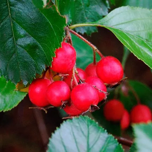 Боярышник ЛЮДМИЛ  Боярышник ЛЮДМИЛ в Ижевске