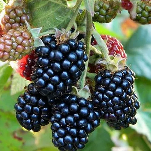 Ежевика ОУАЧИТА бесшипная  Ежевика ОУАЧИТА бесшипная в Ижевске