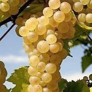 Неукрывные сорта  в Ижевске